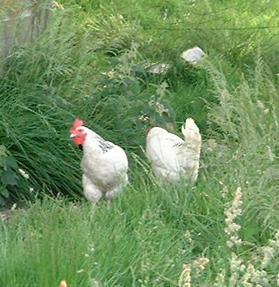 light sussex hens at Cornhills Farmhouse.